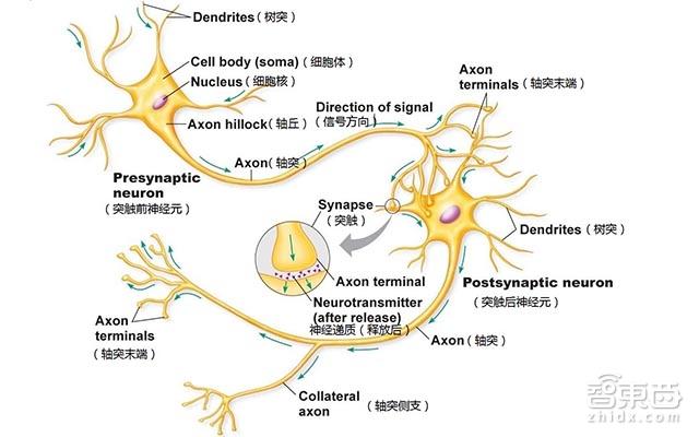 冲破摩尔定律，类脑芯片怎样使机器超越人脑 - 后花园网文 - 科技新闻